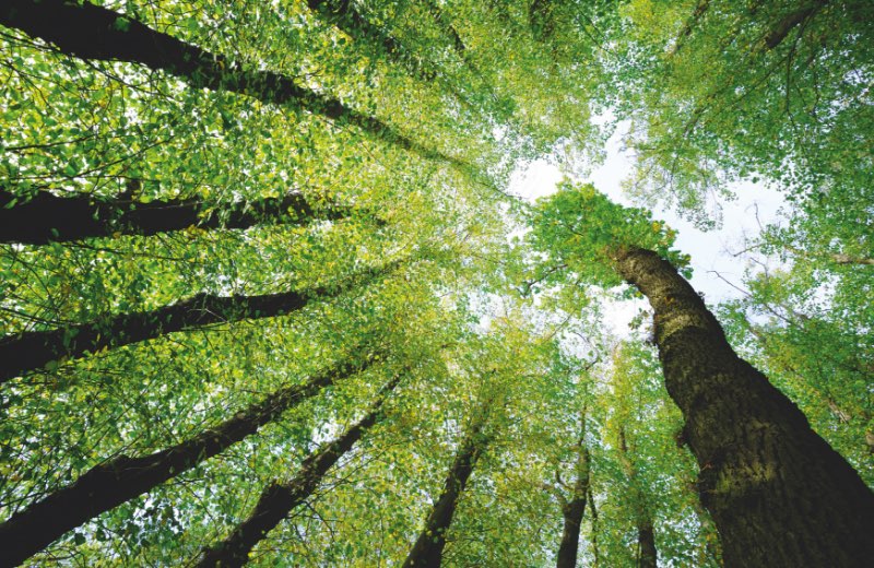 Grafikdesign Jubiläumsbroschüre